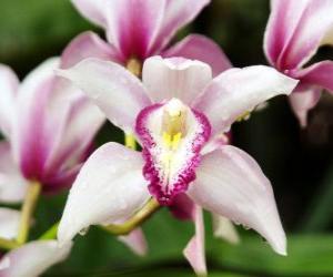пазл Красивые цветы орхидеи